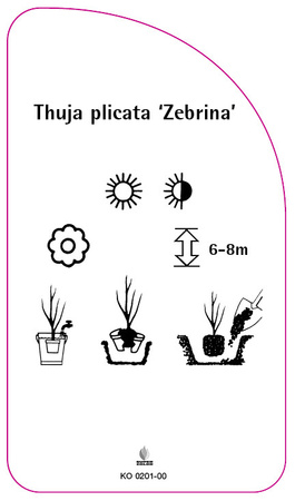 Thuja plicata 'Zebrina'