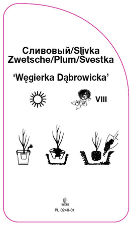 Śliwa 'Węgierka Dabrowicka'