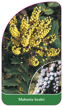 Mahonia bealei