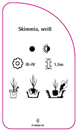 Skimmia, weiß