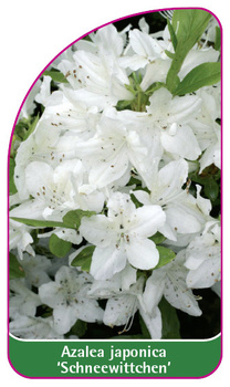 Azalea japonica 'Schneewittchen'