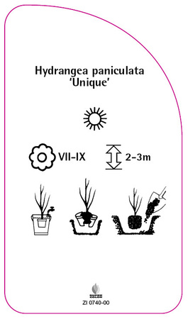 Hydrangea paniculata 'Unique'
