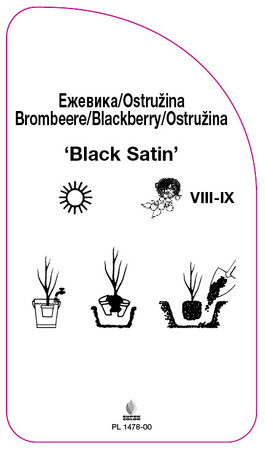 Mure fără ghimpi "Black Satin