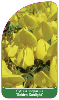 Cytisus scoparius 'Golden Sunlight'