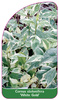 Cornus stolonifera 'White Gold'