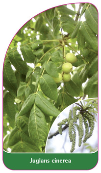 Juglans cinerea