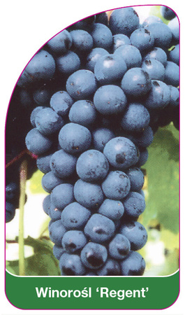 Viță de vie "Regent