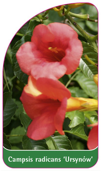Campsis tradicans 'Ursynów'