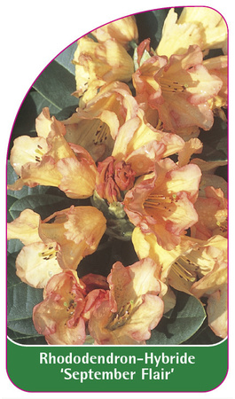 Rhododendron-Hybride 'September Flair'