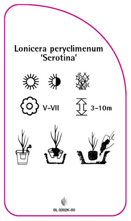 Lonicera peryclimenum 'Serotina'