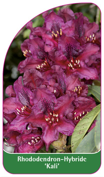 Rhododendron-Hybride 'Kali'