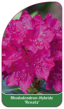 Rhododendron-Hybride 'Renata'