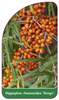 Hippophae rhamnoides 'Hergo'