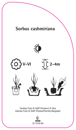 Sorbus cashmiriana