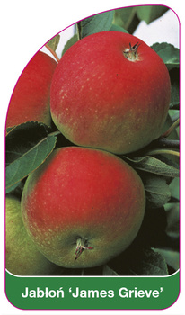 Jabłoń 'James Grieve'