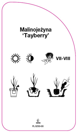 Malinojezyna 'Tayberry'