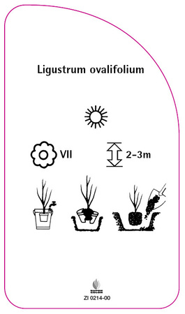 Ligustrum ovalifolium