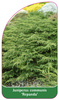 Juniperus communis 'Repanda'