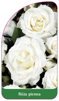 Róza pienna Nr. 75