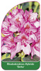 Rhododendron-Hybride 'Delta'