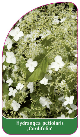 Hydrangea petiolaris 'Cordifolia'