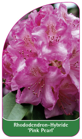 Rhododendron-Hybride 'Pink Pearl'