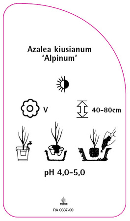 Azalea kiusianum 'Alpinum'