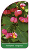 Euonymus europaeus