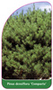 Pinus densiflora 'Compacta'