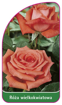 Róza wielkokwiatowa Nr. 219