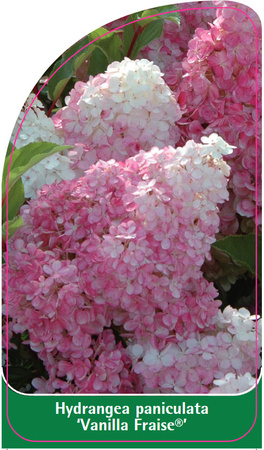 Hortensie paniculata 'Vanilla Fraise'