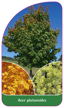 Acer platanoides