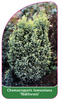 Chamaecyparis Iawsoniana 'Nidiformis'
