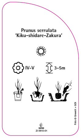 Prunus serrulata "Kiku-shidare-Zakura,