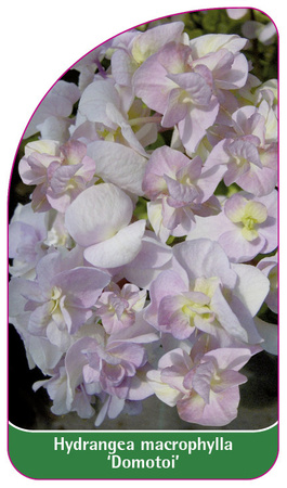 Hydrangea macrophylla 'Domotoi'
