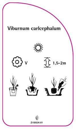 Vibrunum carlcephalum