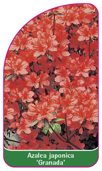 Azalea japonica 'Granada'