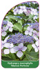 Hydrangea macrophylla 'Maresii Perfecta'