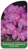 Rhododendron carolinianum 'P.J.M. Elite'