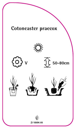 Cotoneaster praecox