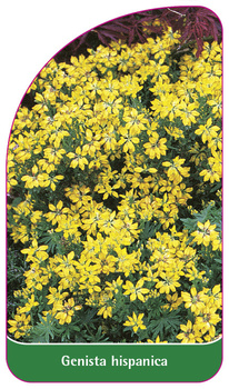 Genista hispanica