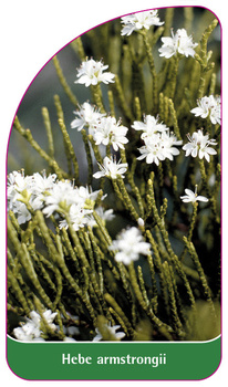 Hebe armstrongii