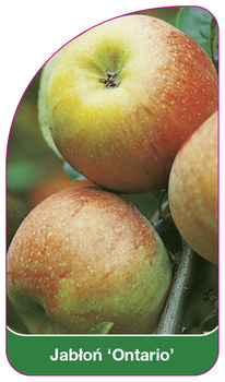 Jabton 'Ontario'