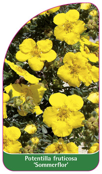 Potentilla fruticosa 'Sommerflor'