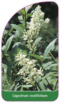 Ligustrum ovalifolium