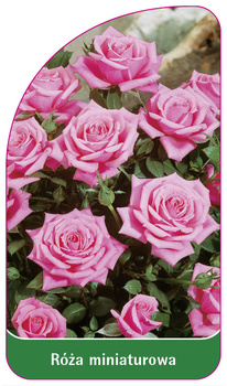 Róza miniaturowa