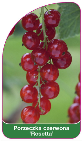 Porzeczka czerwona 'Rosetta'