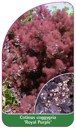 Continus coggygria 'Royal Purple'