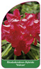 Rhododendron-Hybride 'Vulcan'
