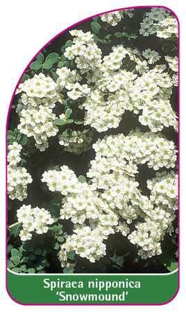 Spiraea nipponica 'Snowmound'